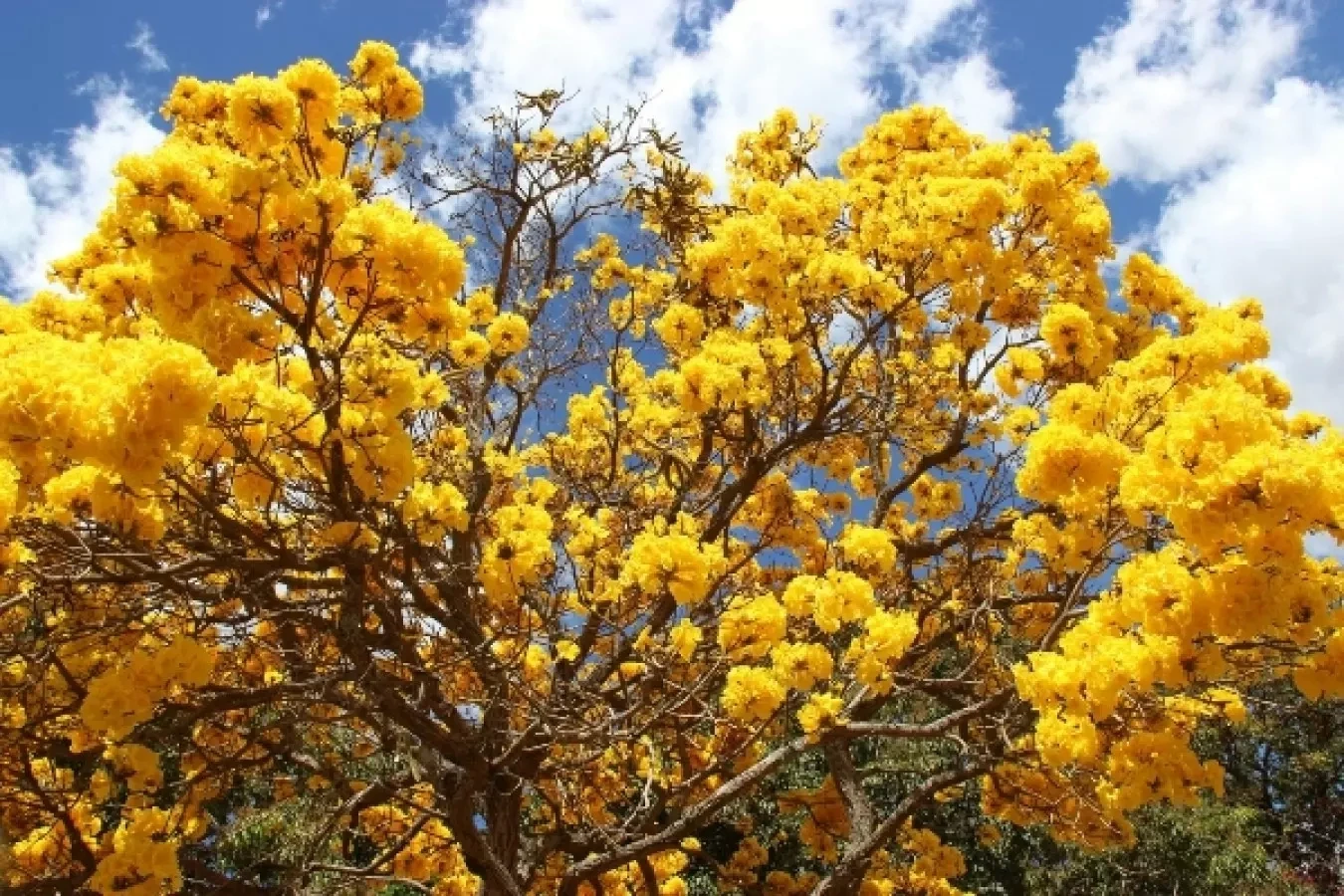 Pesquisa inédita traz os primeiros resultados sobre as populações de Ipês no Pará